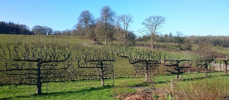 Pruning an Established Apple Espalier