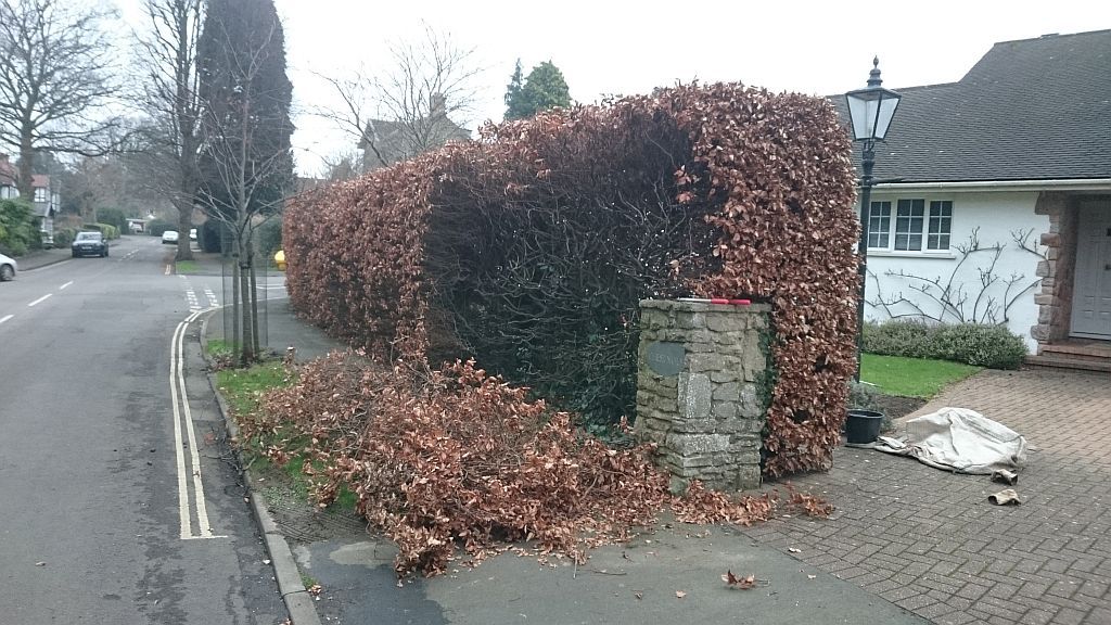 Renovating a Beech Hedge in Sneyd Park