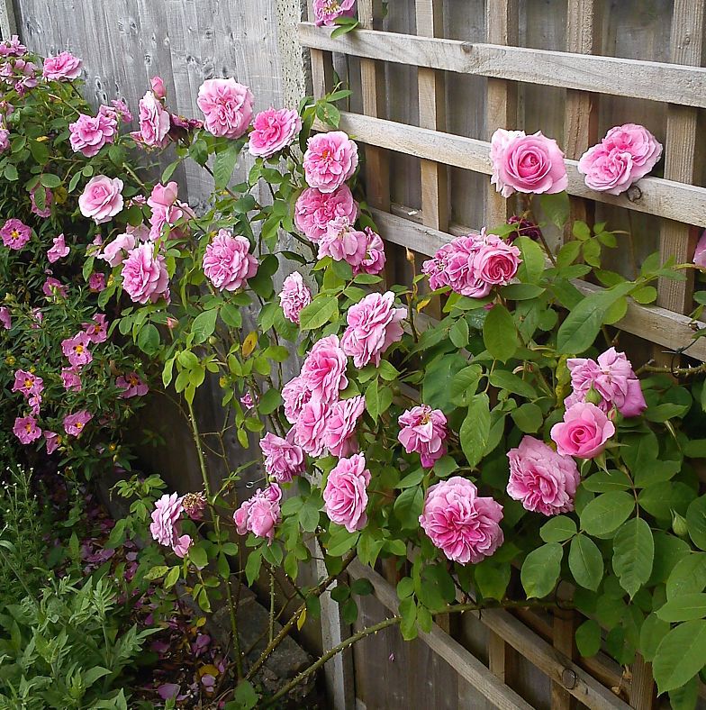 Pruning Roses