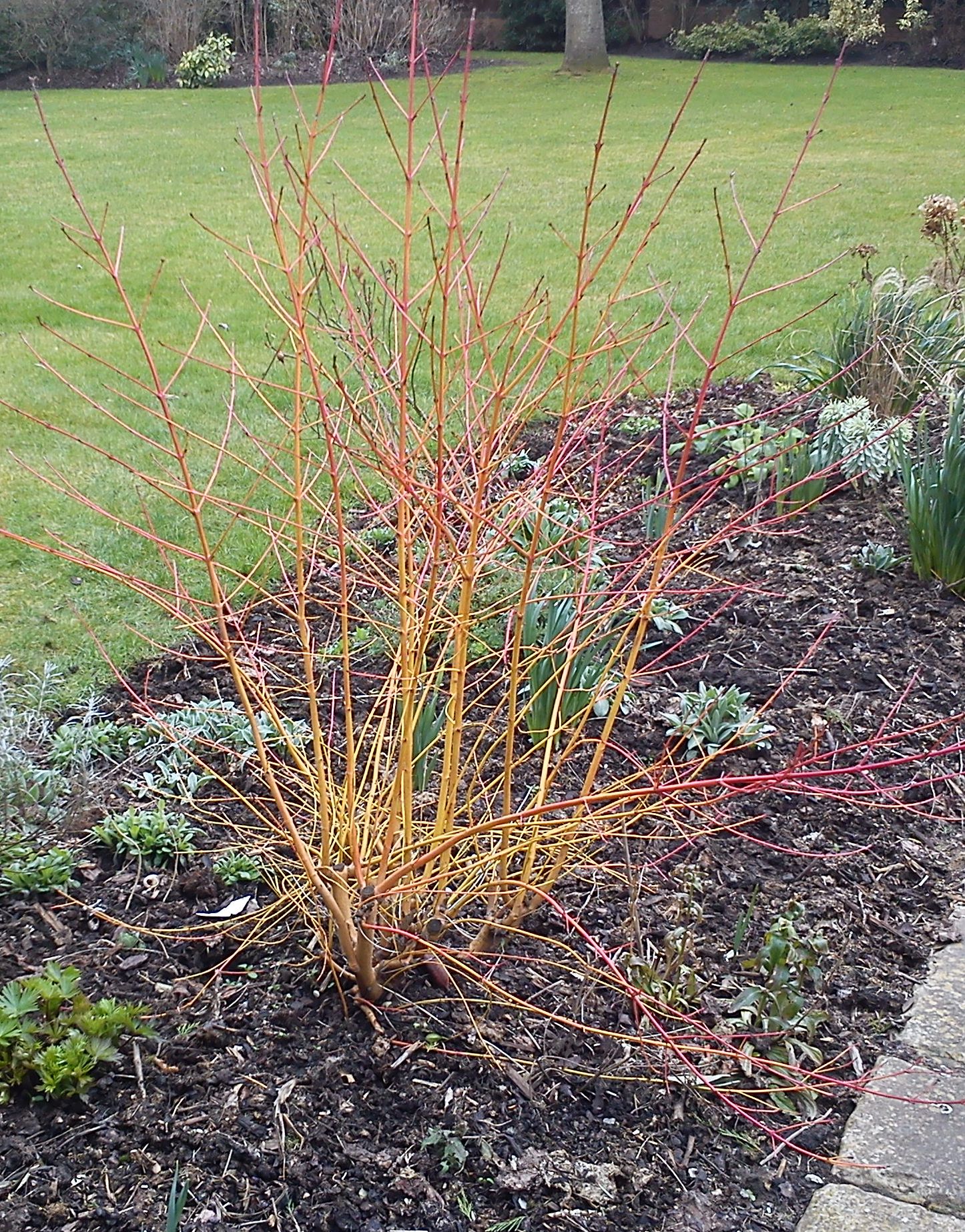 Coppicing Dogwoods for Winter Colour