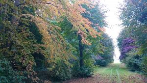 autumn trees