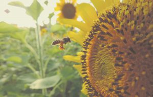 Bee with sunflower