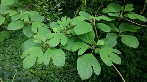 big green leaves