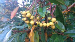 fruit