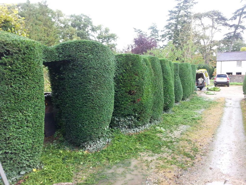 hedge row