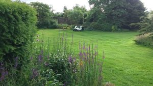 lawn and mower