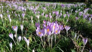 lots of purple flowers