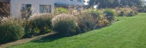 natural grass planting