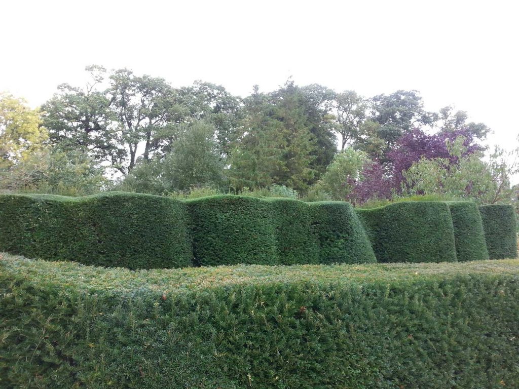 neat hedge