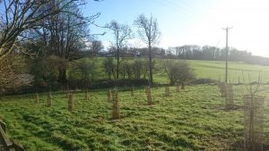 new orchard