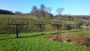 orchard on fence