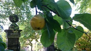 pear on tree