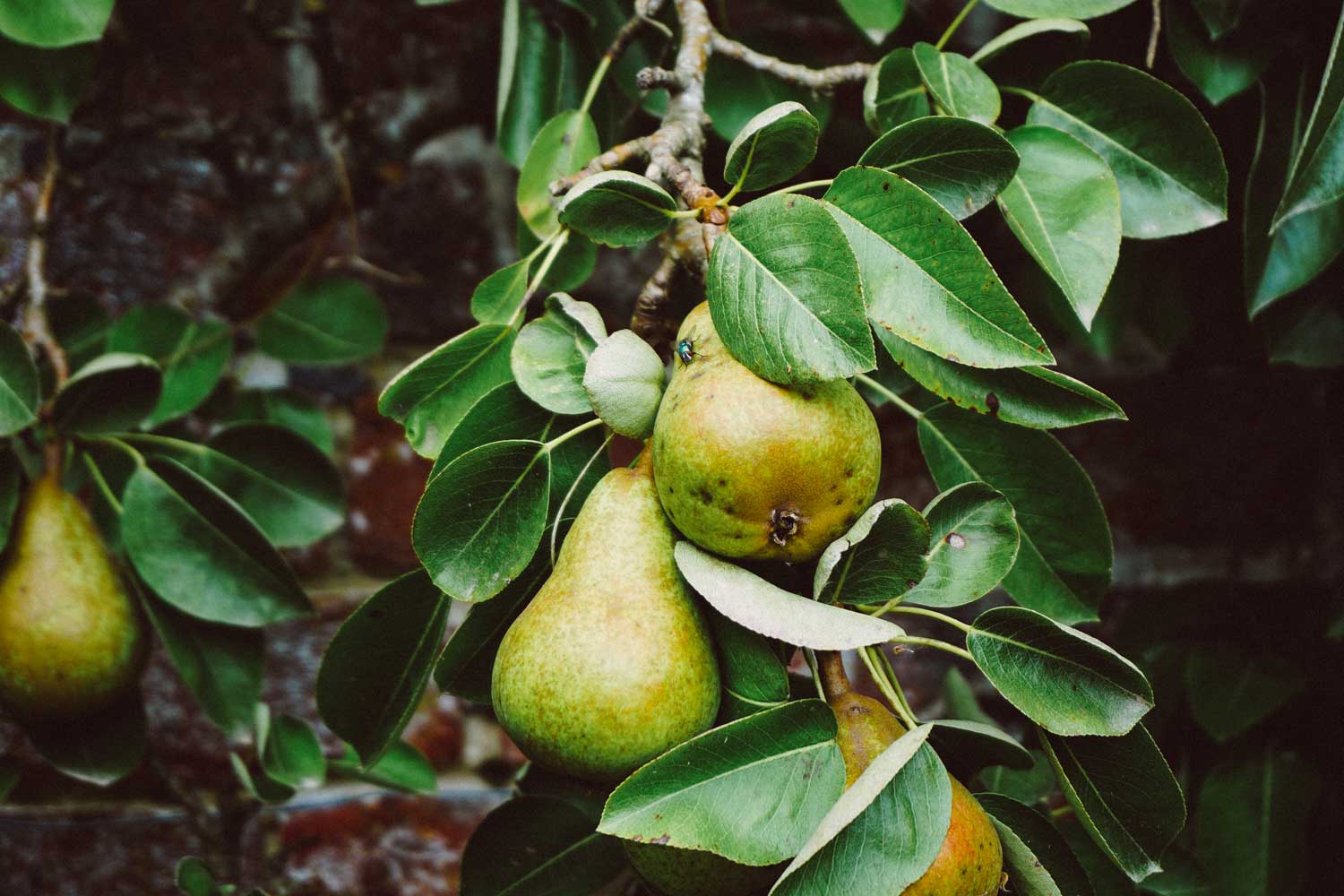 pears on a tree