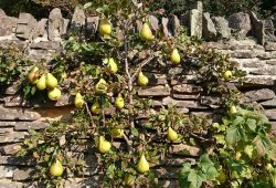 pears on a wall