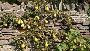 pears on a wall