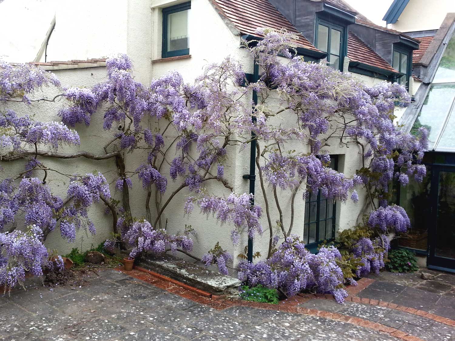 purple flowers on house
