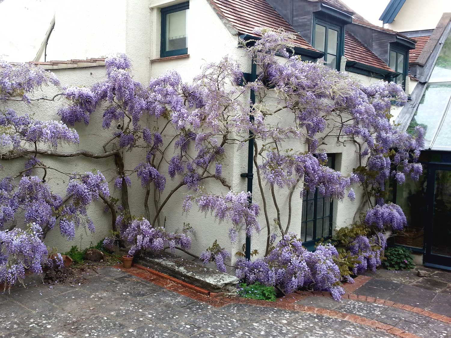 Pruning Wisteria