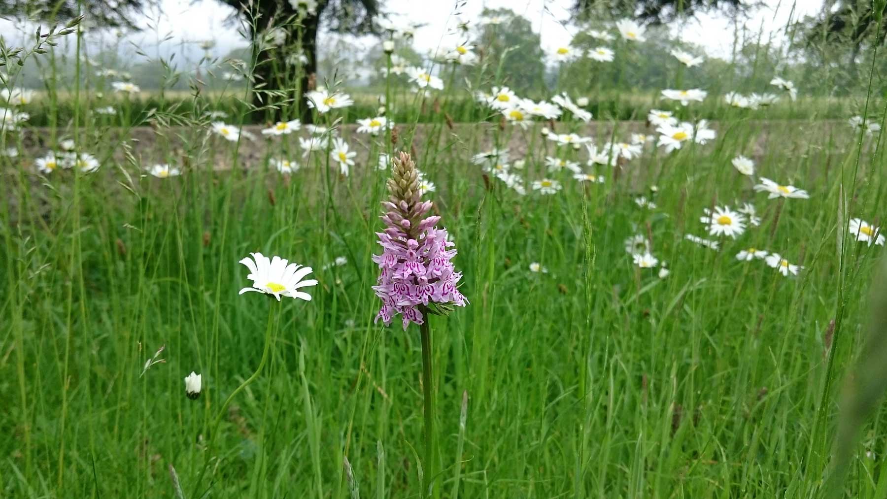 Wildflowers