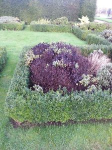 small hedges