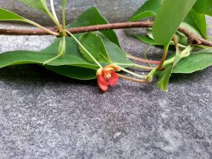 small red flower