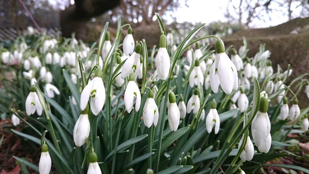 snowdrops