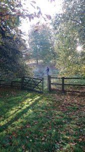 strimming in the woods