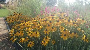 sunflowers