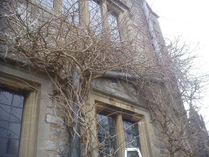 tree up house