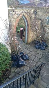 trees in bags