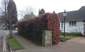 trimmed hedge