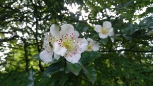 white flower