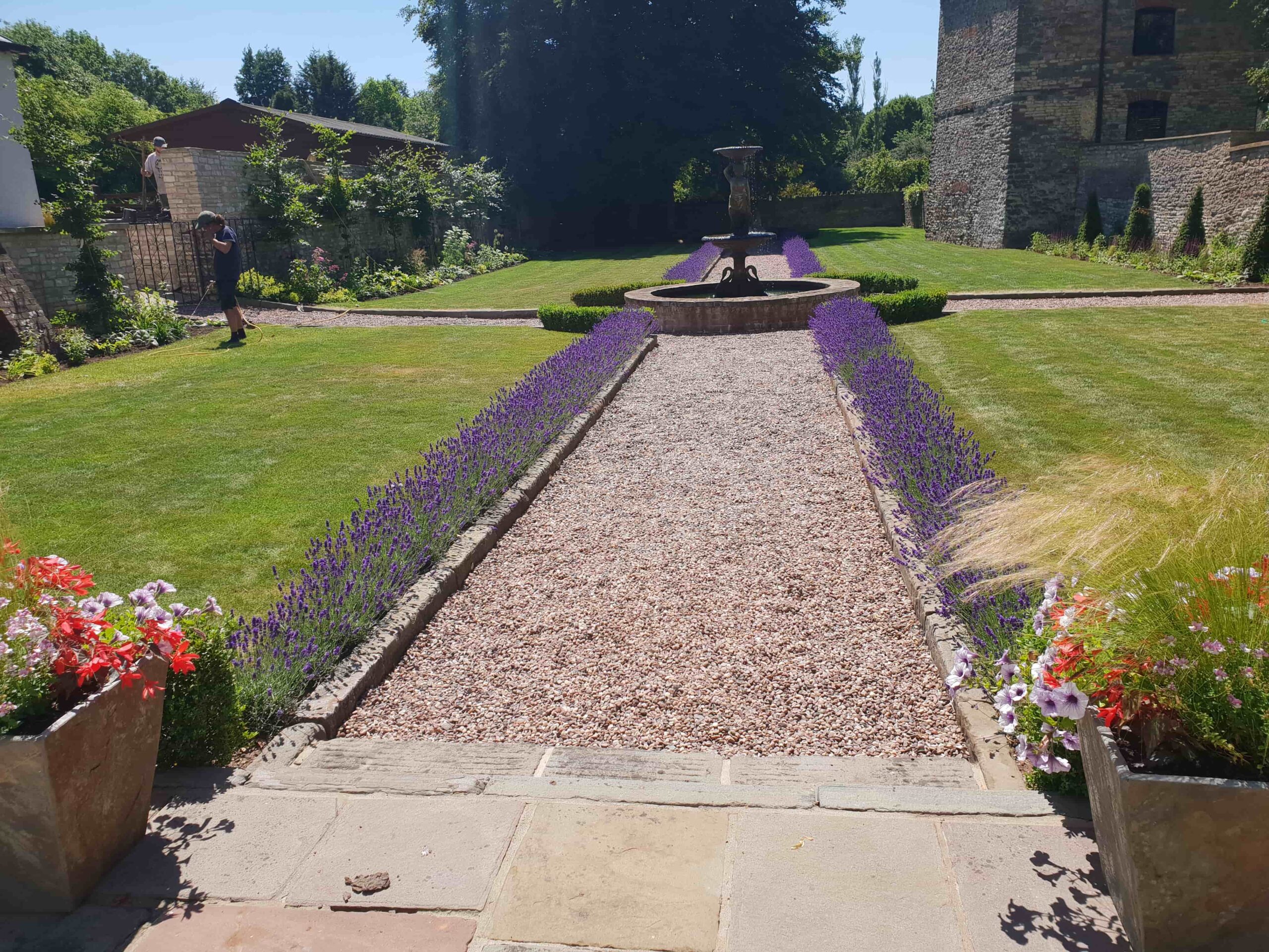 Lavender Hedges