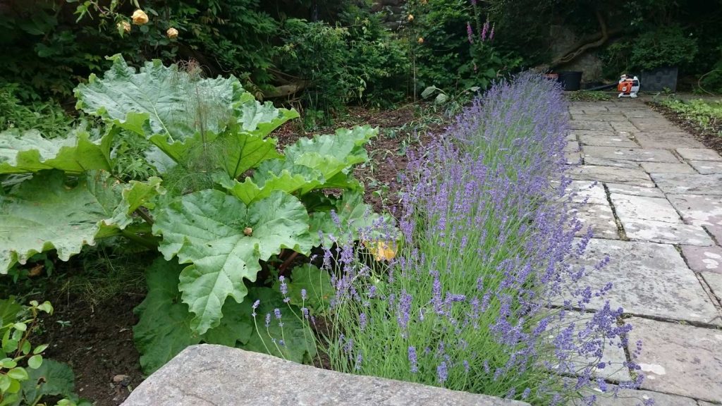 lavender hedge