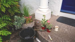 pot planting with a cup of tea