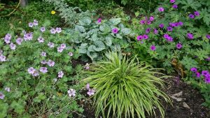 purple flowers
