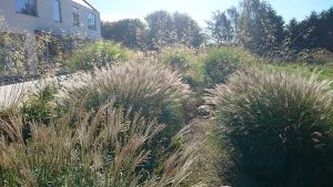 ornammental grasses