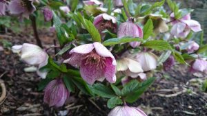 pink flowers
