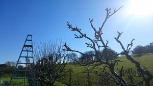 winter trees