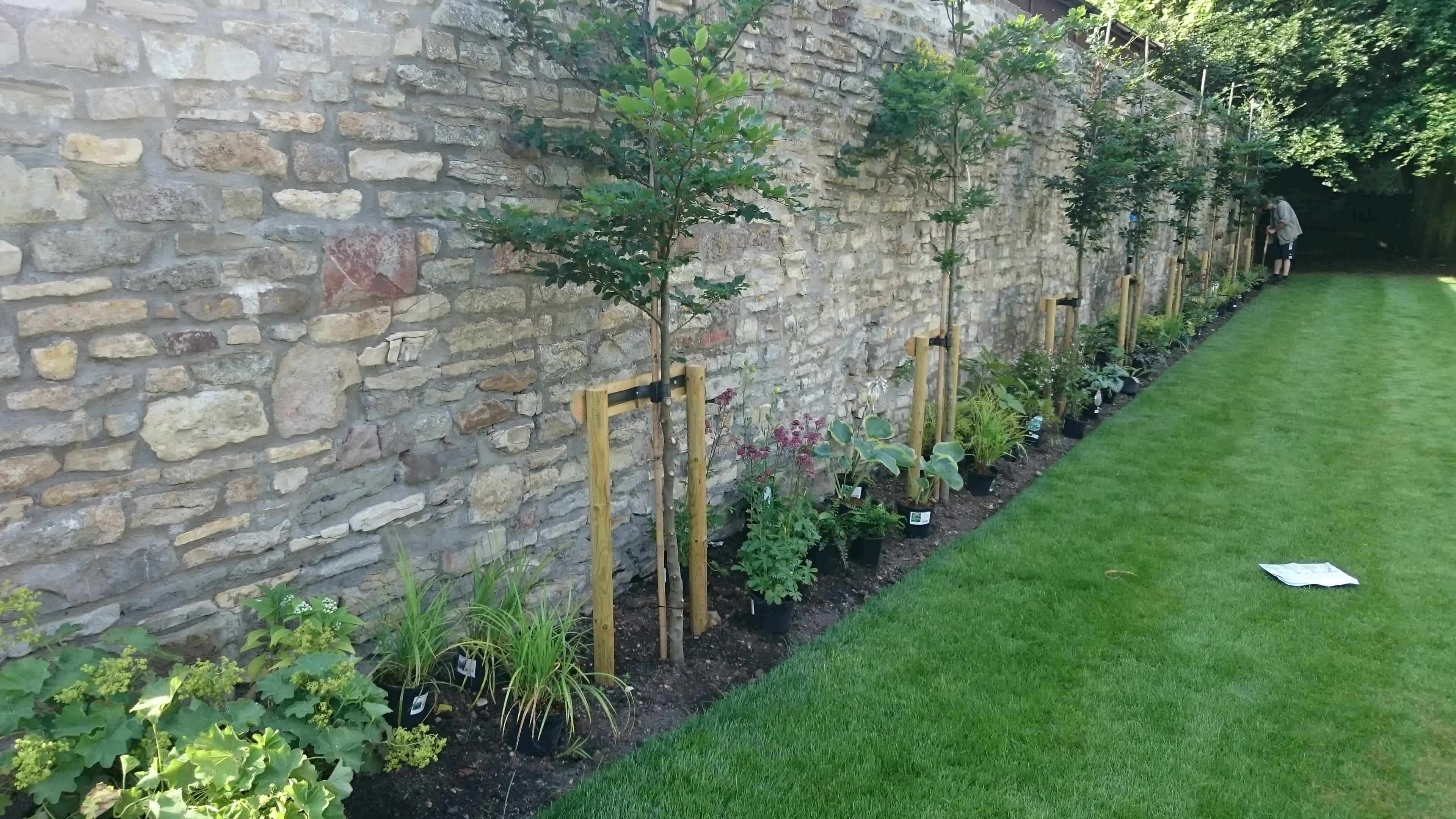 Planting a Pleached Hedge and Woodland Border