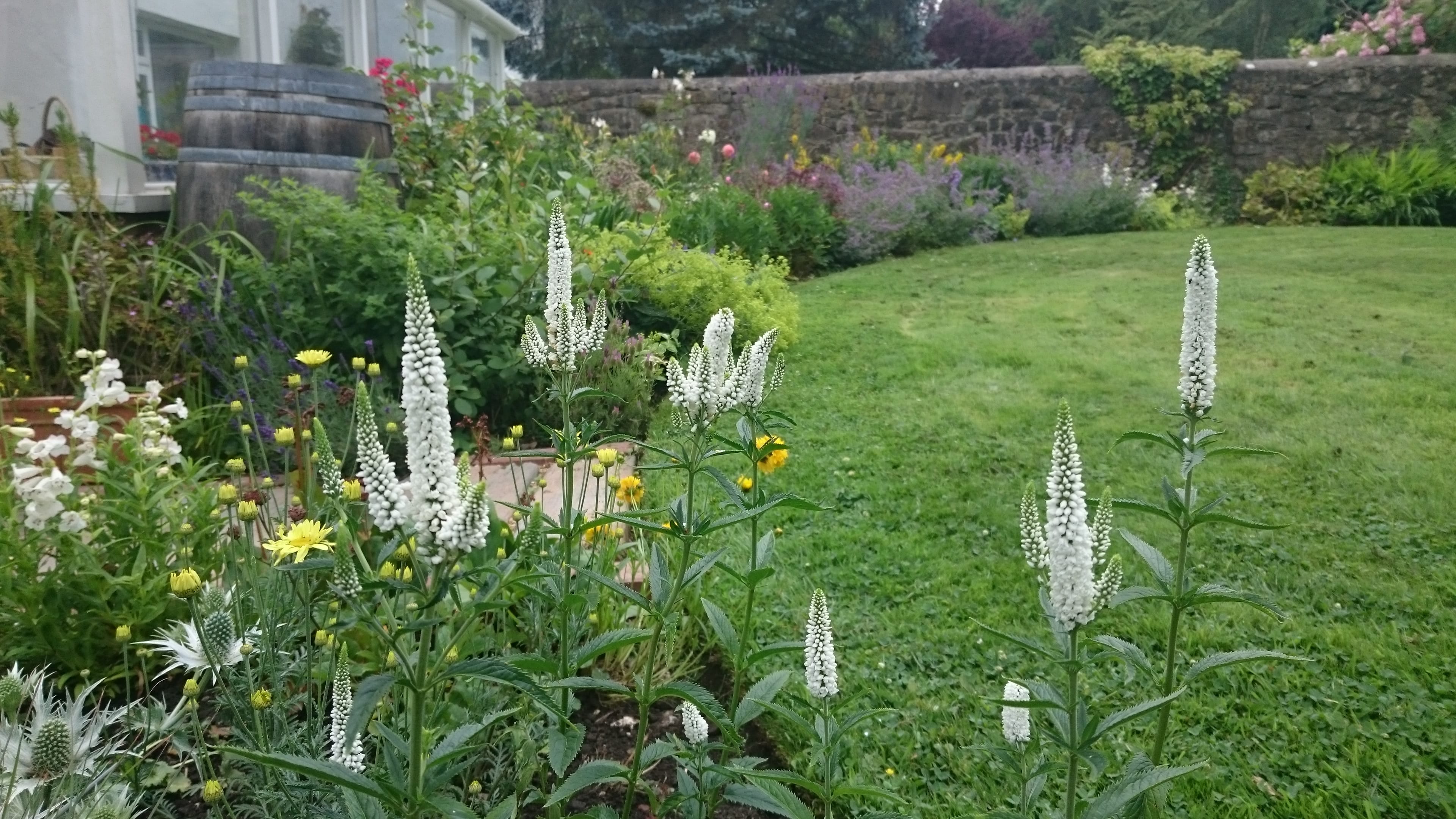 Veronica spicata ‘Alba’