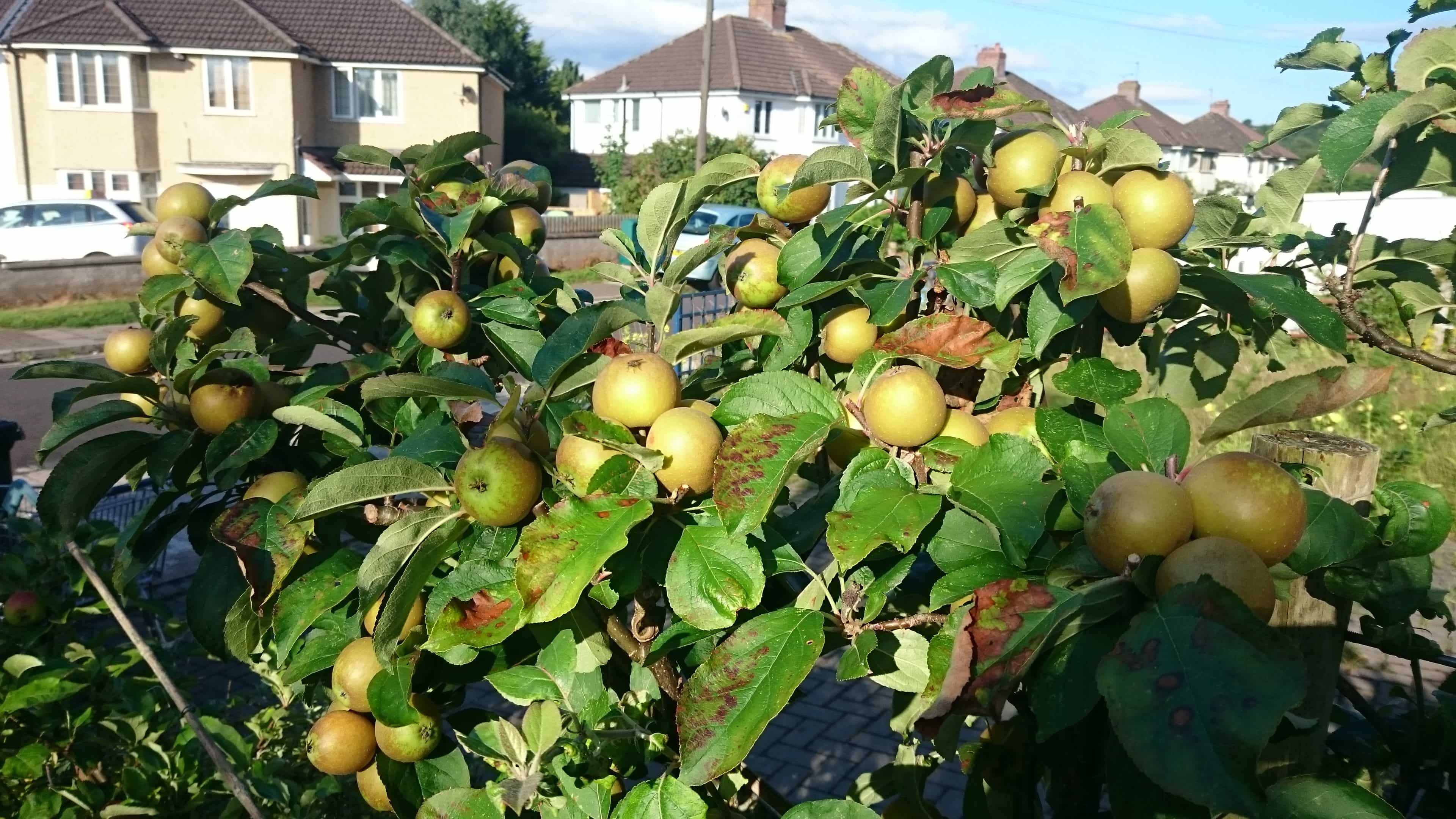 A Hedgerow of Apples
