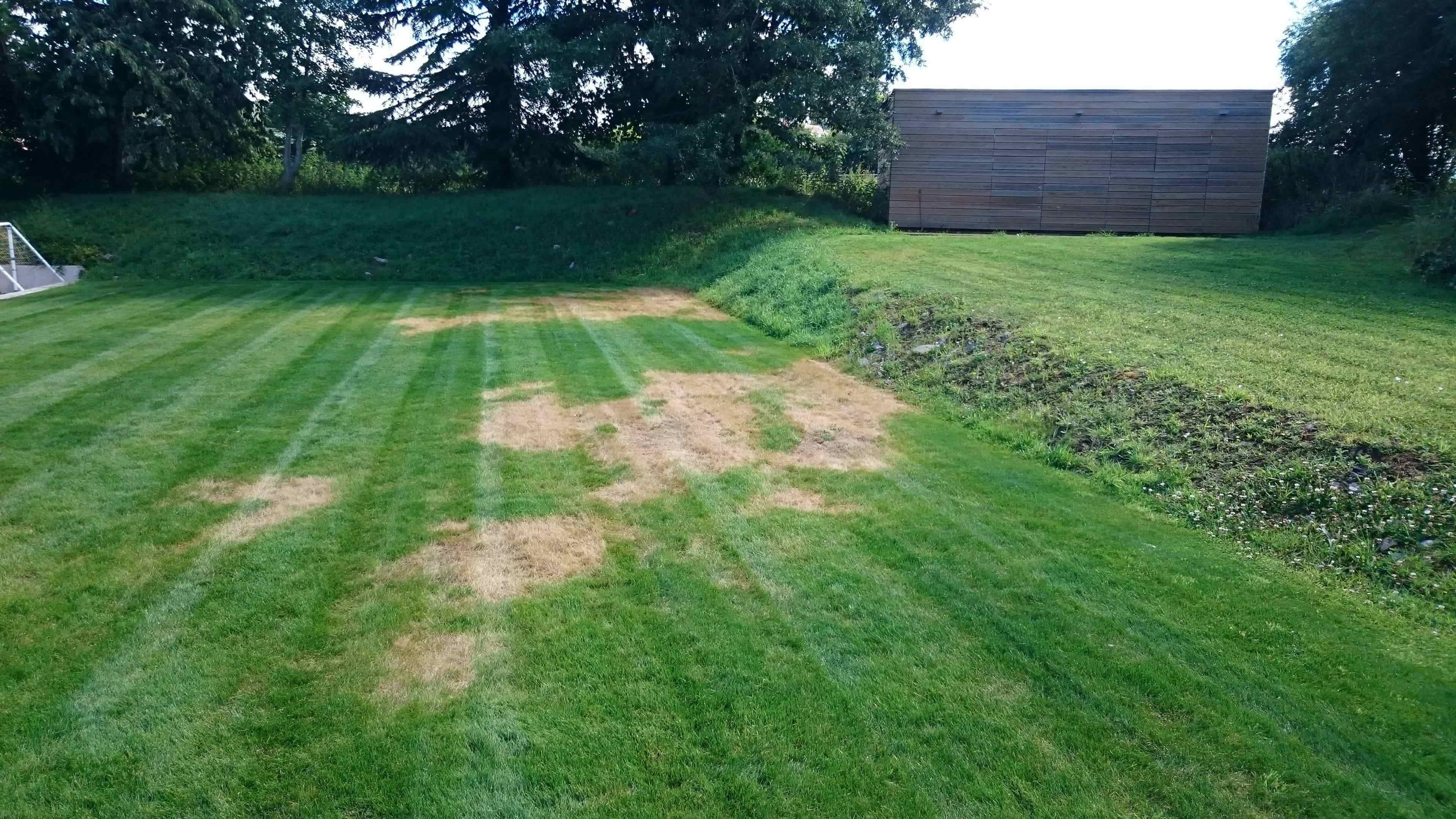 Establishing a New Lawn