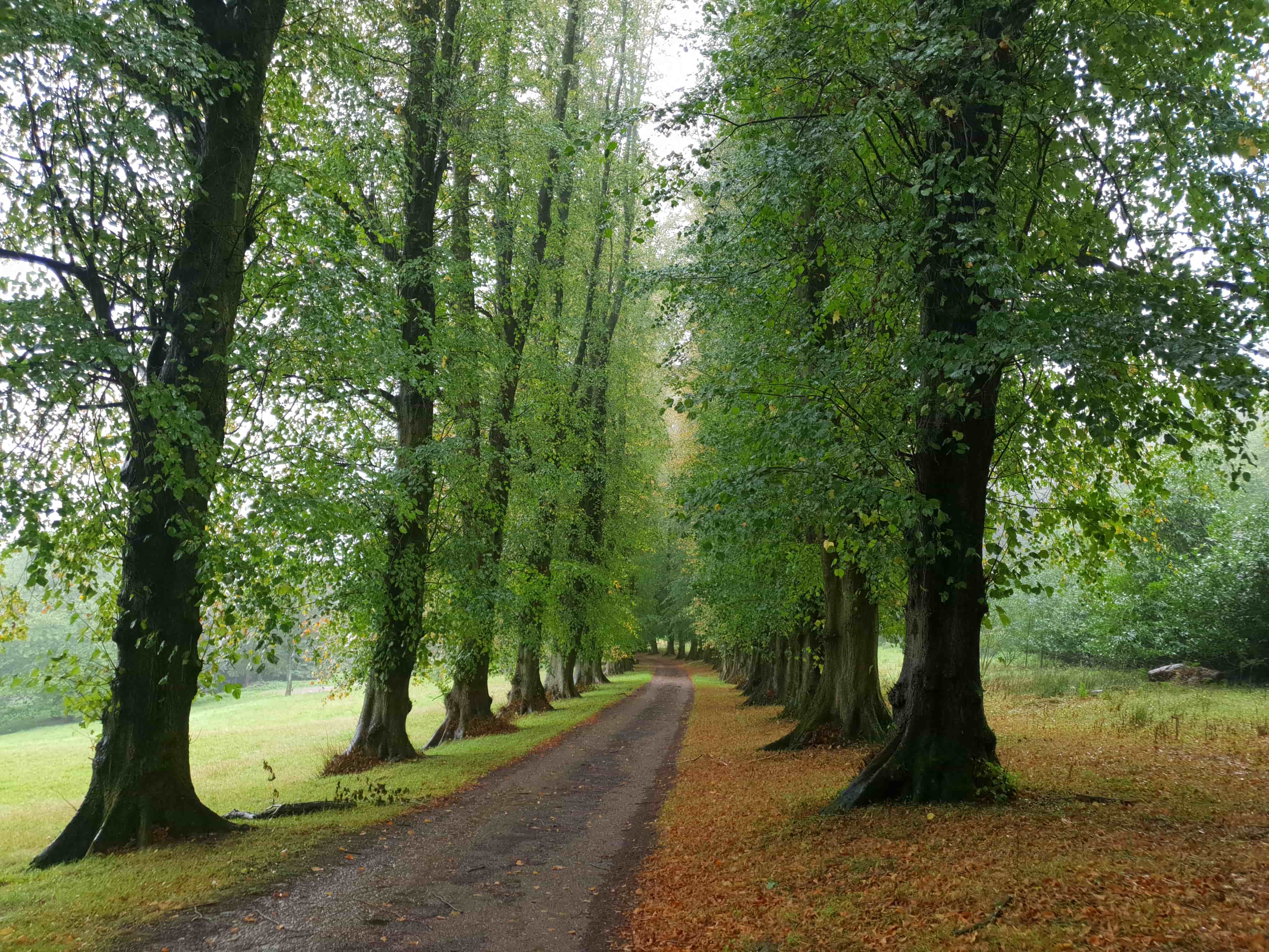 Renovating a Neglected Lime Avenue