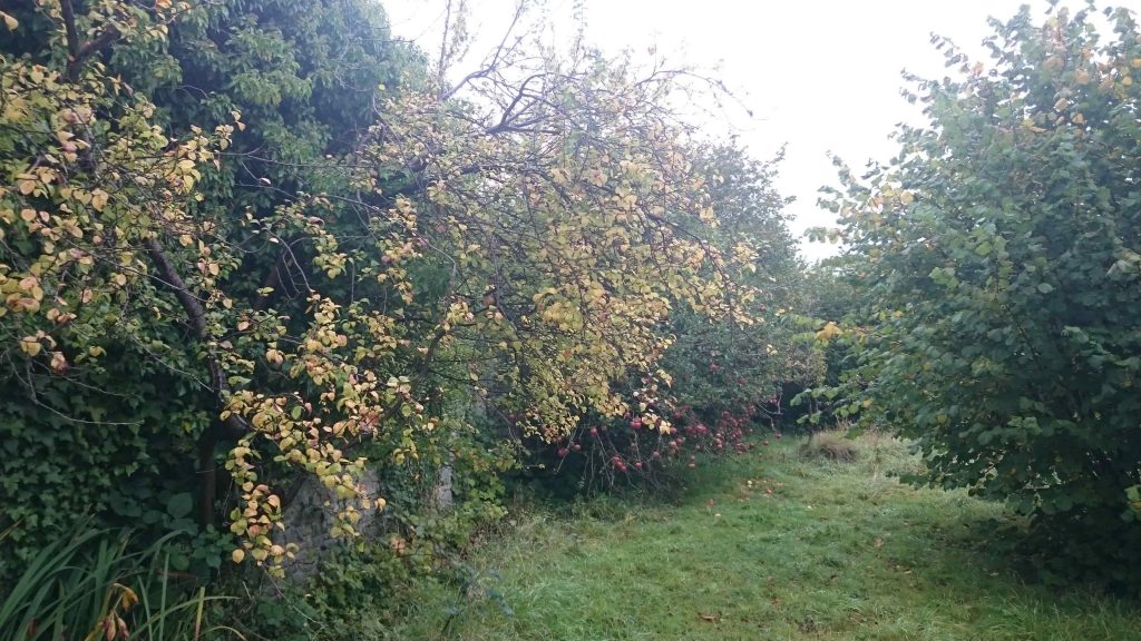 restoration of old fruit trees