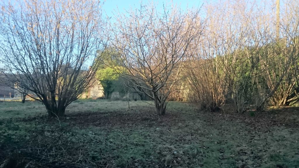 neglected walled kitchen garden