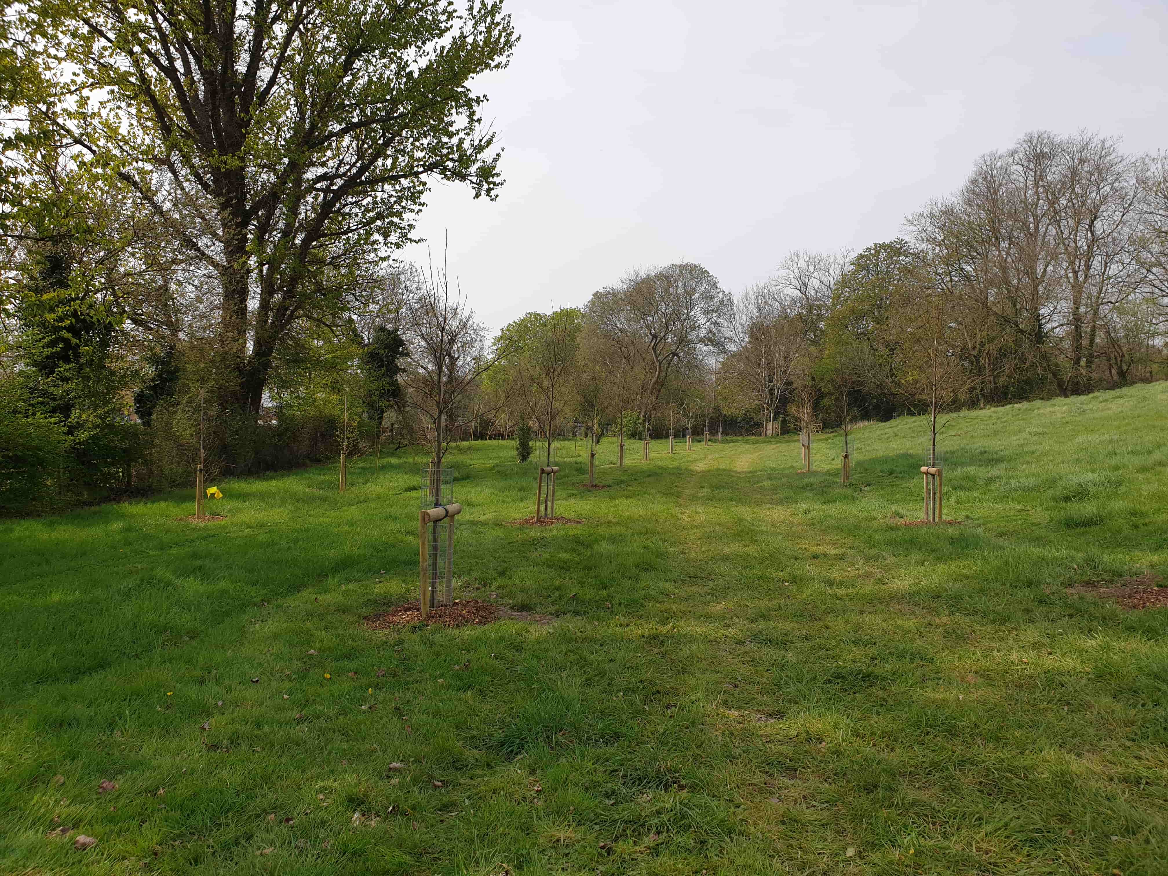 Planting a Tree Lined Avenue