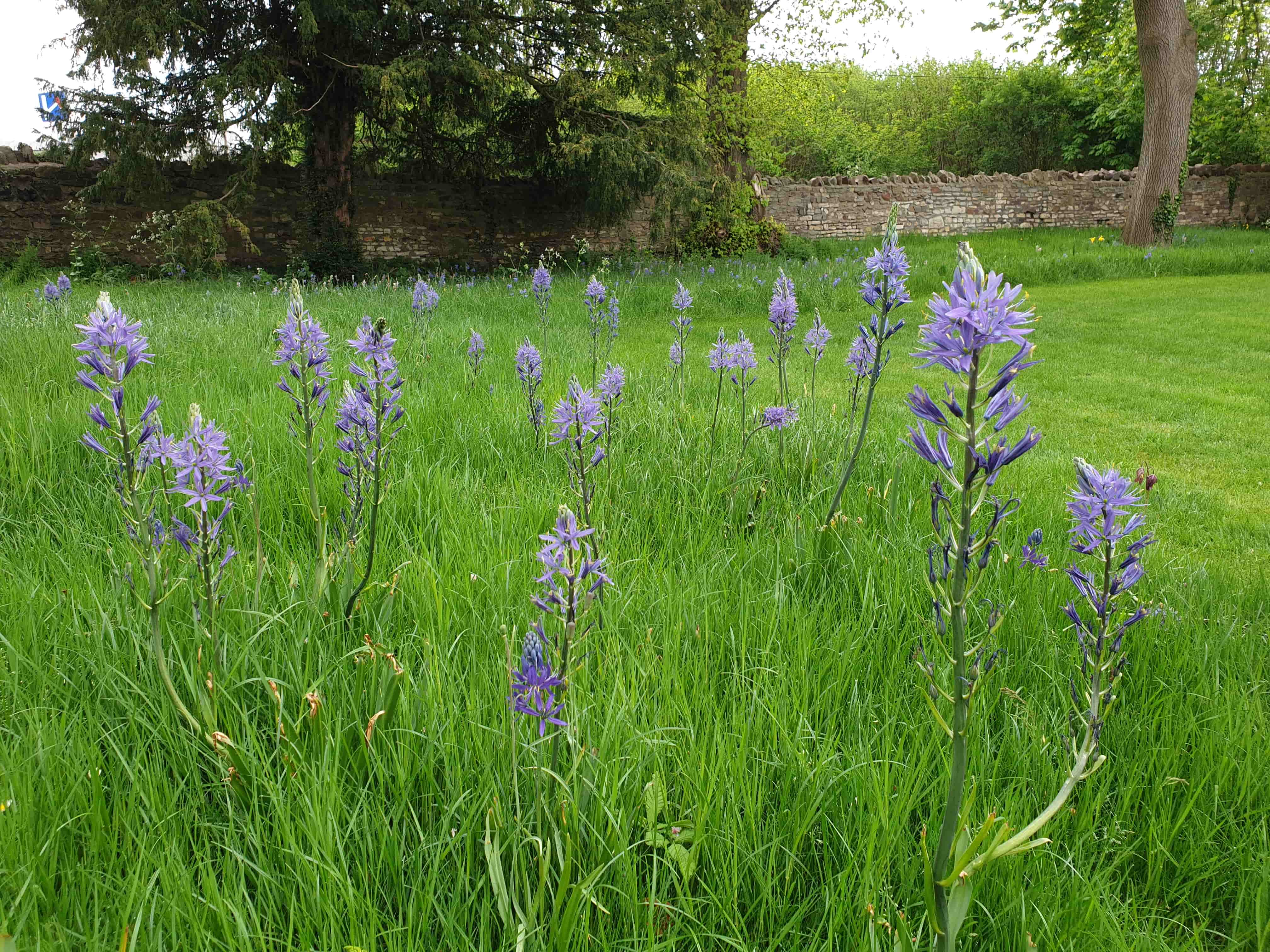 Camassia leichtlinii naturalised in a meadow