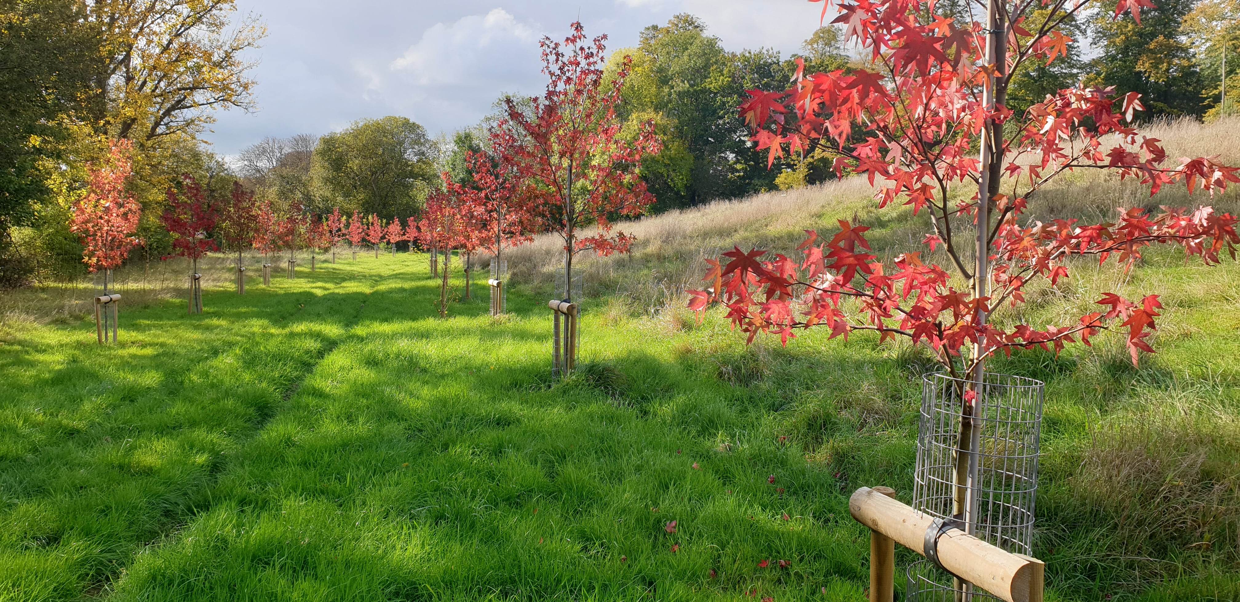 Avenue of Liquidamber