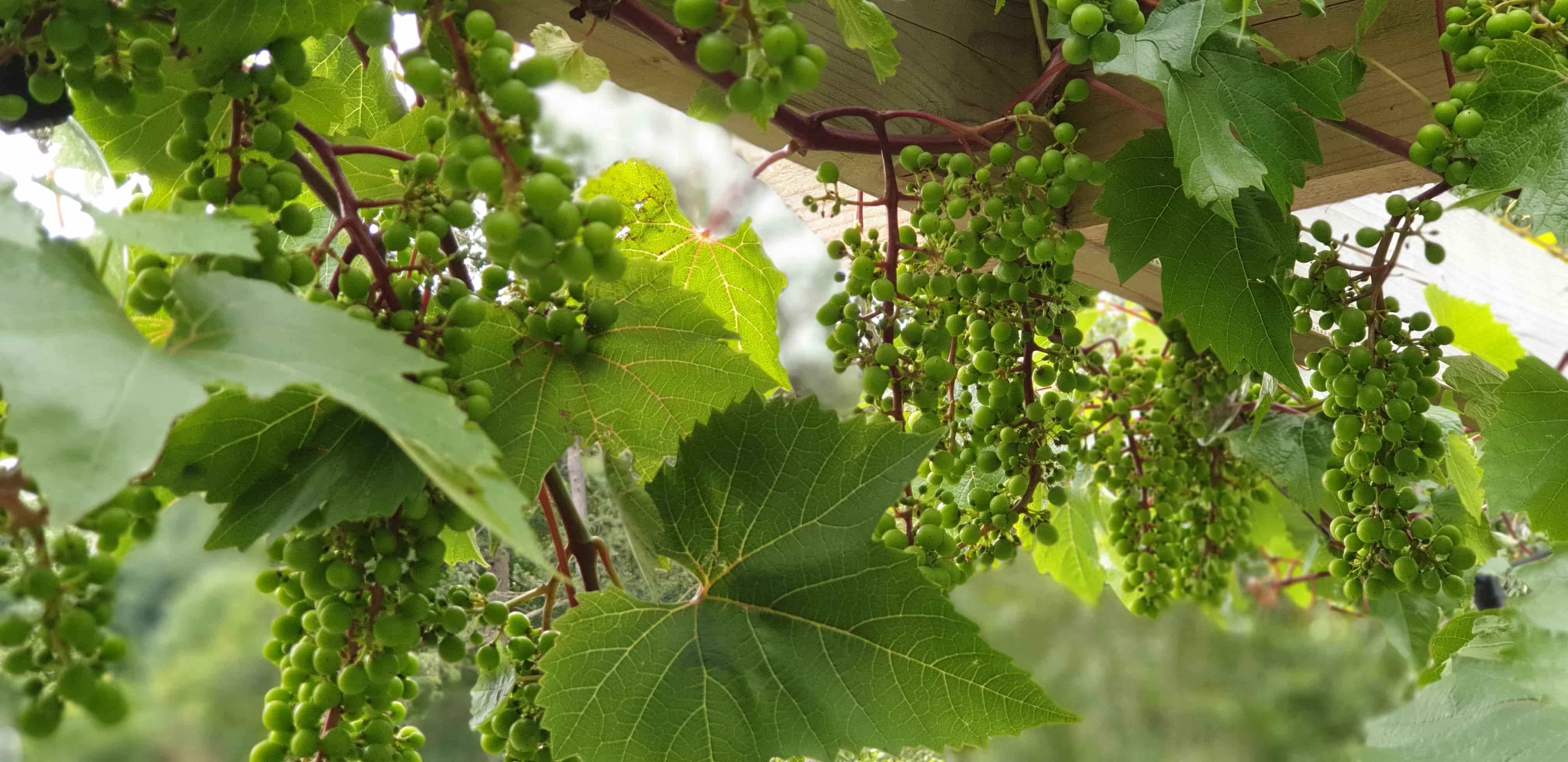 Pruning a Grapevine