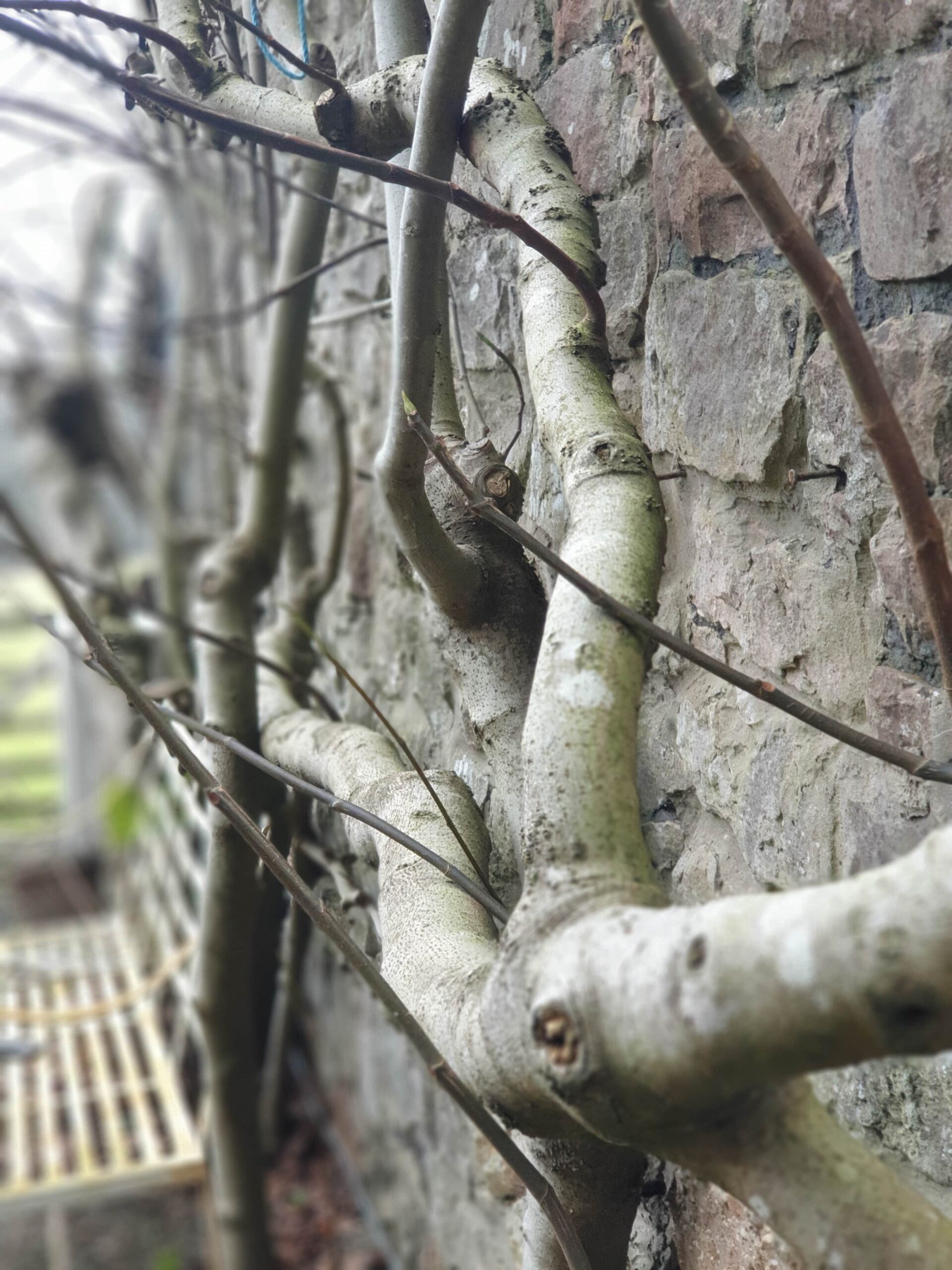 Winter pruning a Fig tree
